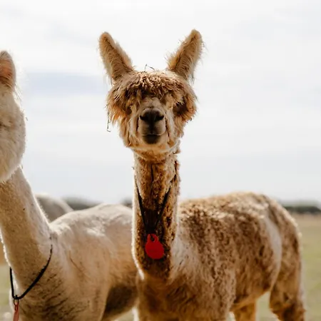 Reethaus 3a Dom wakacyjny Staberdorf