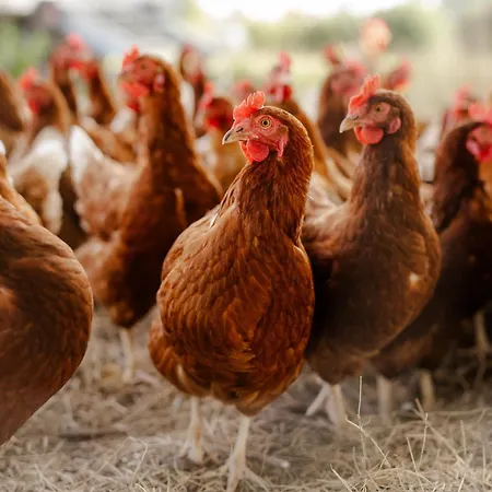 Reethaus 3a Dom wakacyjny