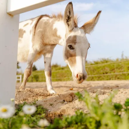 Σπίτι διακοπών Reethaus 3a *